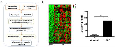 Identification of LncRNA Linc00513 Containing Lupus-Associated Genetic Variants as a Novel Regulator of Interferon Signaling Pathway